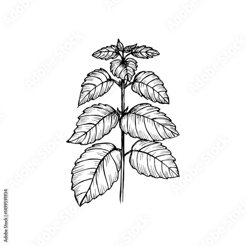Patchouli herb engraved drawing. Natural outline sketch in botanical style for cooking, spa, medicinal tea, and garden beauty. Hand-drawn vector floral clipart on white background