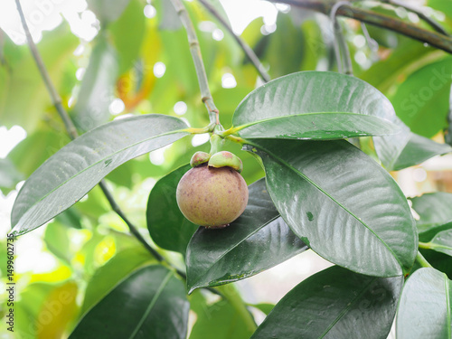 Raw fresh mangosteen in the garden. Queen of fruits