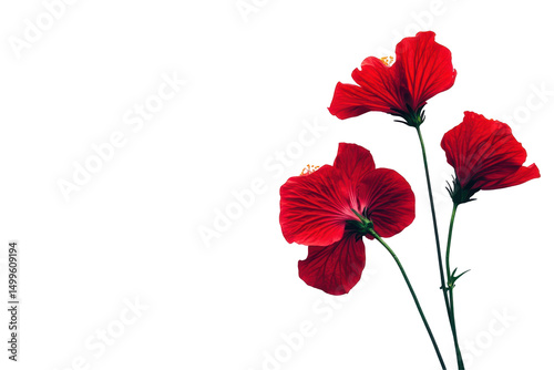 Three vibrant red flowers with dark green stems against a black background; detailed petals, dramatic lighting