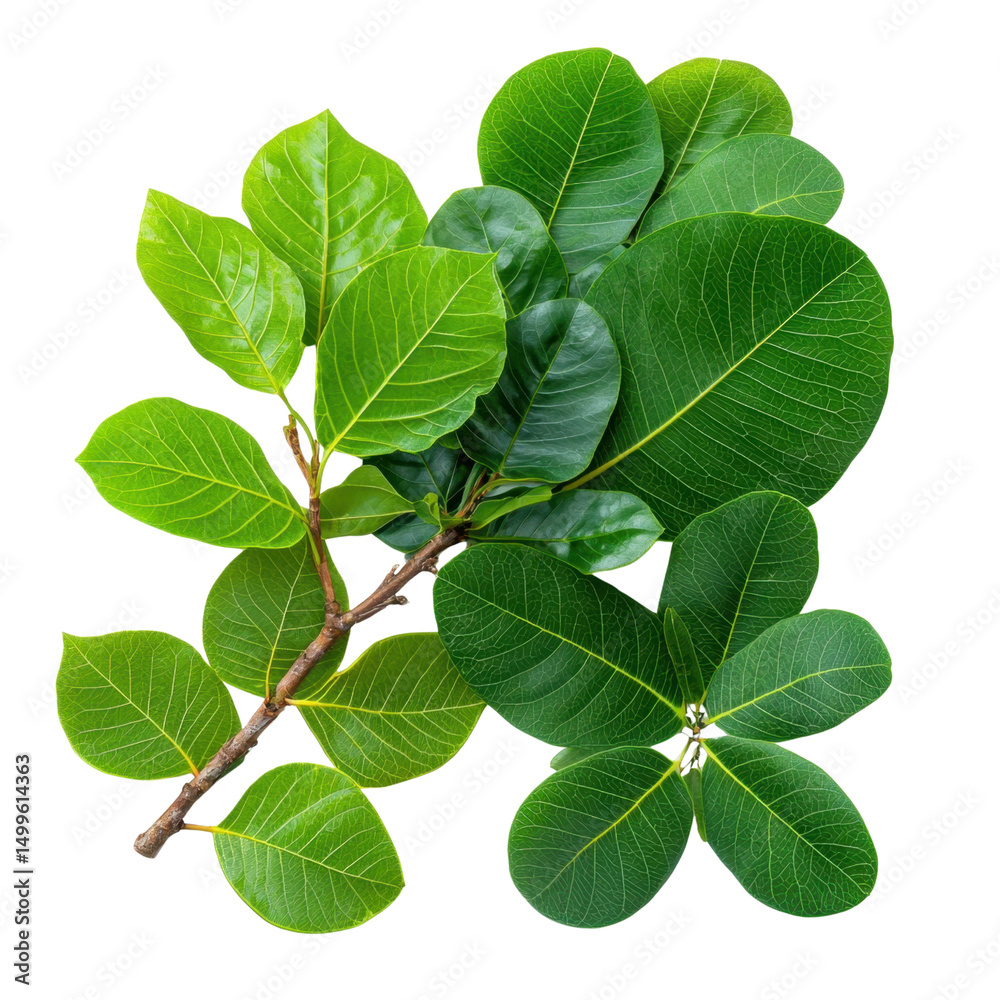 Naklejka premium A Collection of Fresh Green Leaves Isolated on White Background for Nature and Botanical Photography transparent background png