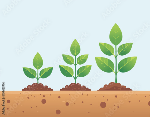 A plant life cycle showing stages of growth in soil. Green color palette and soft background make it ideal for educational or eco content.