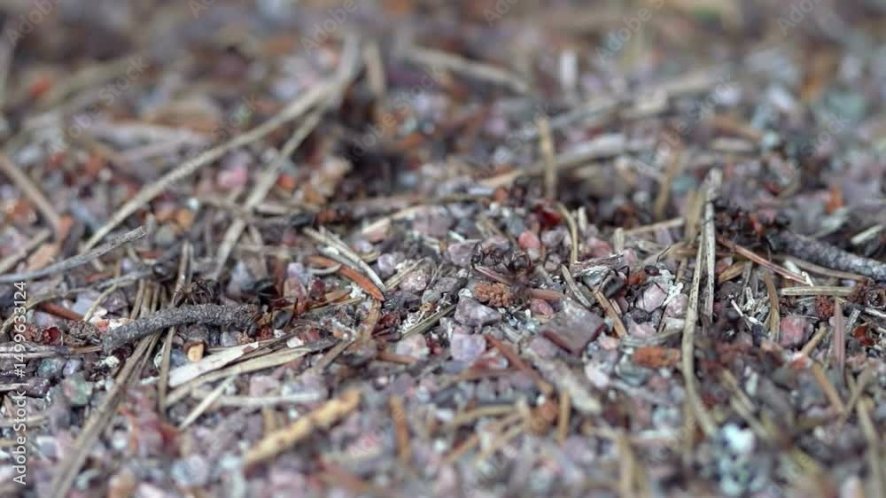 Close-up View of an Ant Colony in its Natural Habitat