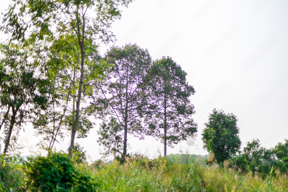 natural background of many species of plants that are laid out in the park, for the propagation of the species and to provide shade for those who stop by while traveling to study the ecology. natural background of many species of plants that are laid out in the park, for the propagation of the species and to provide shade for those who stop by while traveling to study the ecology.