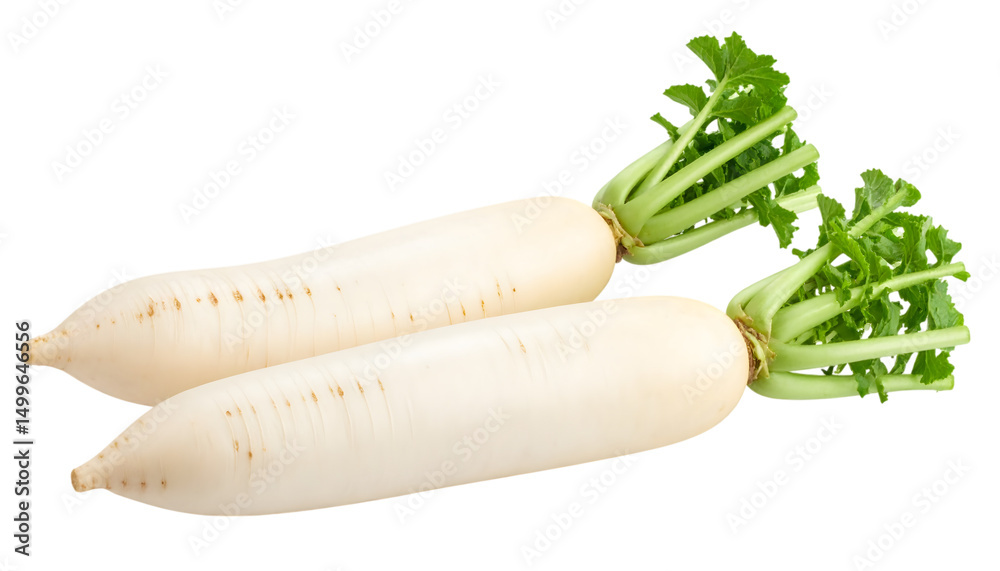Detailed close-up of two white radishes, showing smooth skin and distinct shape, white background or png. Detailed close-up of two white radishes, showing smooth skin and distinct shape, white background or png.