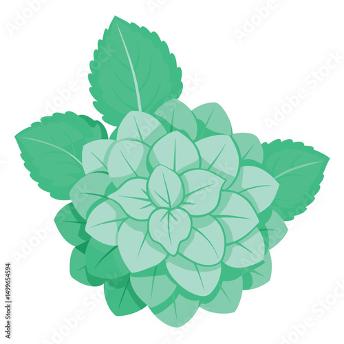 a fresh mint colored hydrangea with soft rounded petals