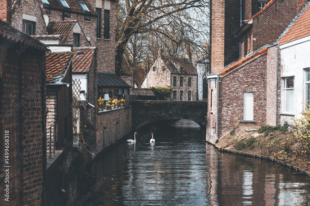 Fototapeta premium canal in bruges on a spring day with two swans swimming in the water