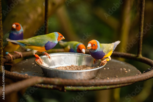 Obraz na plátně Close-Up of a Colorful Gouldian Finch - Chloebia gouldiae