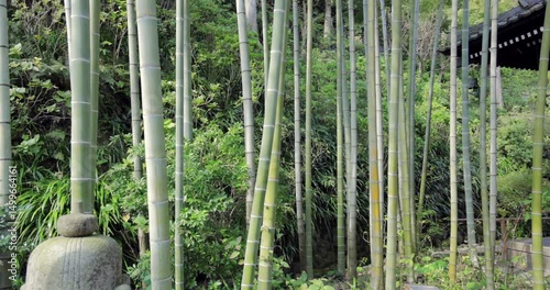 Video moves gently from a carved stone lantern to vertical lines of bamboo in an autumnal Japanese setting, highlighting nature and cultural elements in harmony