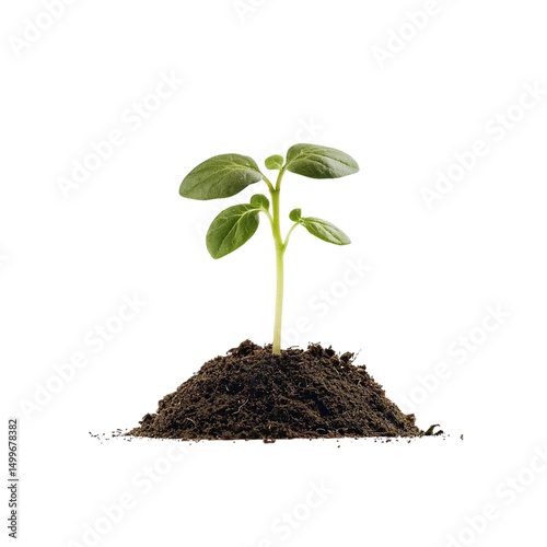 Young Plant Sprout in Soil. (2)