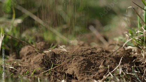 regenerative organic farmer, taking soil samples and looking at plant growth in a farm. practicing sustainable agriculture	