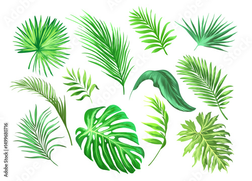 Palm leaves vector collection. Botanical leaf set. Jungle botany template. Realistic style.