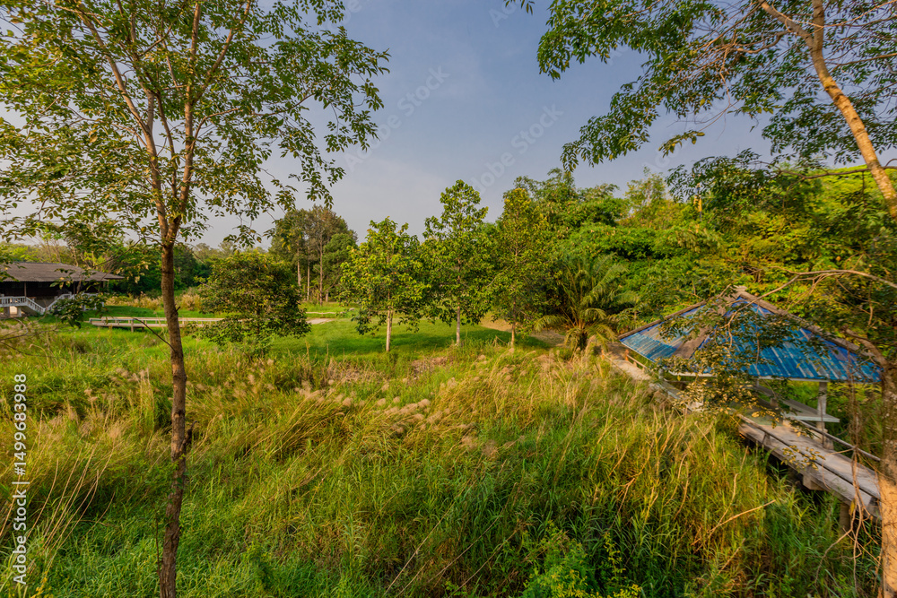 Fototapeta premium natural background of many species of plants that are laid out in the park, for the propagation of the species and to provide shade for those who stop by while traveling to study the ecology.