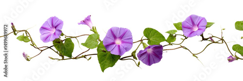 Morning Glory Floral Display: A vibrant cascade of morning glory flowers unfurls, their delicate purple petals kissed by the morning light, showcasing nature's effortless elegance.