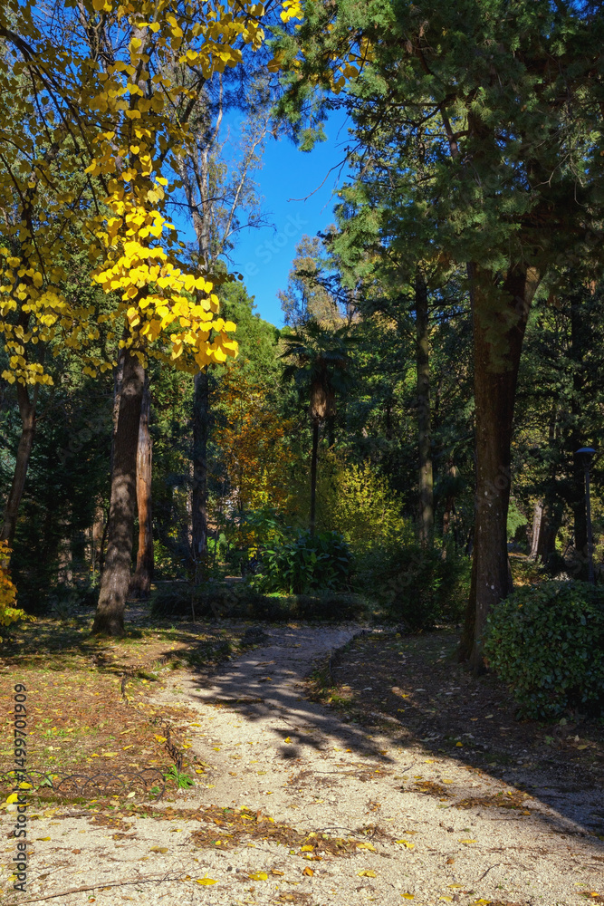 Fototapeta premium Pathway in park on sunny autumn day. Montenegro., Tivat city. View of Large Town Park