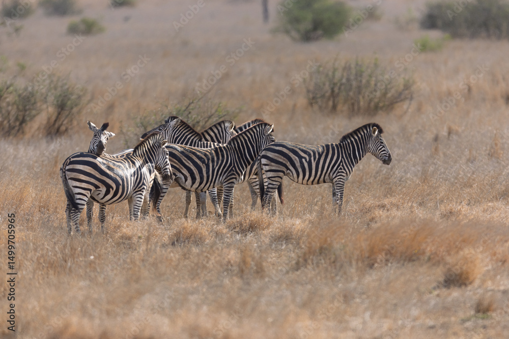 Fototapeta premium Zebra - On Safari in Kruger National Park - South Africa