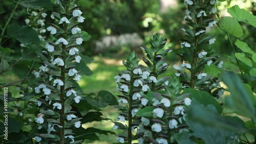 Blooming Acanthus flowers in the Athens National Garden, Greece. White blossoms rise among lush green leaves under soft natural light in a shaded park area. A small insect flies between the flowers