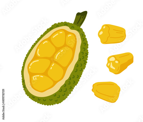 Jackfruit nangka tropical exotic fruit. Whole, halved piece. Vector hand-drawn illustration, isolated on white background.