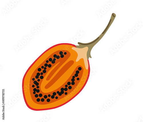 Tamarillo egg-shaped tropical exotic half fruit. Tree tomato. Vector hand-drawn illustration, isolated on white background.