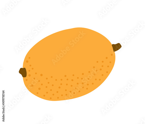 Loquat tropical exotic fruit. Japanese medlar, chinese plum. Vector hand-drawn illustration, isolated on white background.