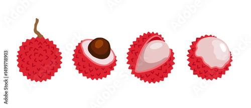 Lychee. Litchi tropical exotic fruit set. Whole, sliced, cut, peeled halved fruit. Vector hand-drawn illustration, isolated on white background.