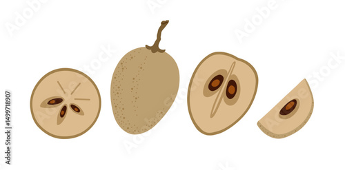 Sapodilla tropical exotic fruit set. Whole, sliced, cut, peeled fruit. Vector hand-drawn illustration, isolated on white background.