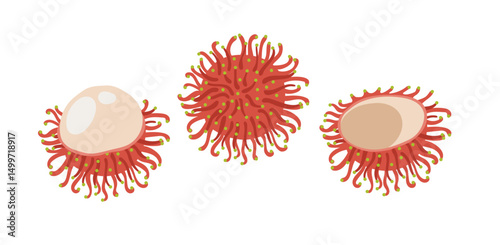 Rambutan tropical exotic fruit set. Vector hand-drawn illustration, isolated on white background.