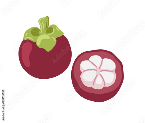 Purple mangosteen tropical exotic evergreen fruit. Whole, half and piece. Vector hand-drawn illustration, isolated on white background.