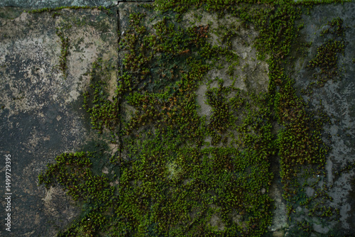Wallpaper Mural Green Moss in shadow – Forest Floor Texture Illuminated by Natural Light for Calm and Organic Background Torontodigital.ca