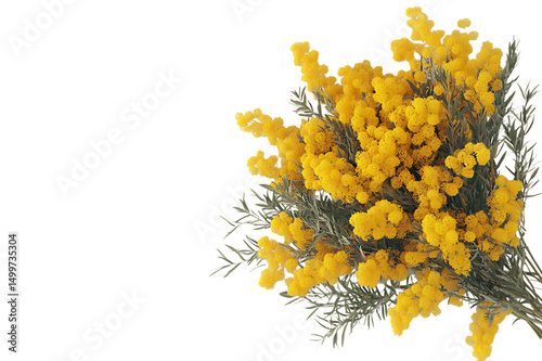 Close up of vibrant yellow wattle blossoms.