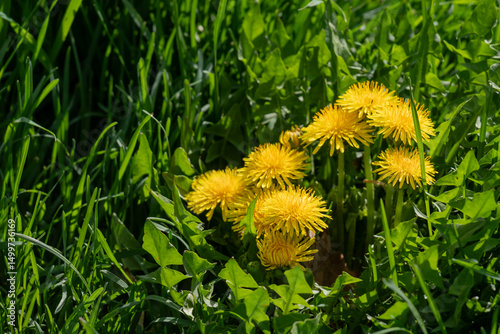 Bright Yellow Dandelions Surrounded by Lush Green Grass Outdoors