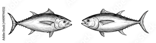 Black and white tuna fish drawing, detailed marine life illustration and classic ocean art 