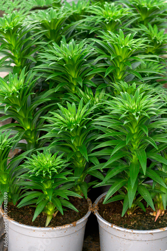 lily flower seedlings in flower pots in a greenhouse, for sale.