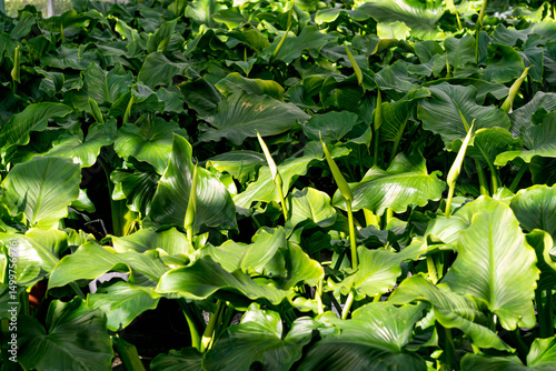 Calla lily flower in a large greenhouse, ornamental plants for sale.