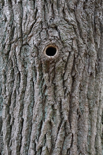 Tree bark with hole from woodpecker nest. Wooden background. Wood texture from oak tree.
