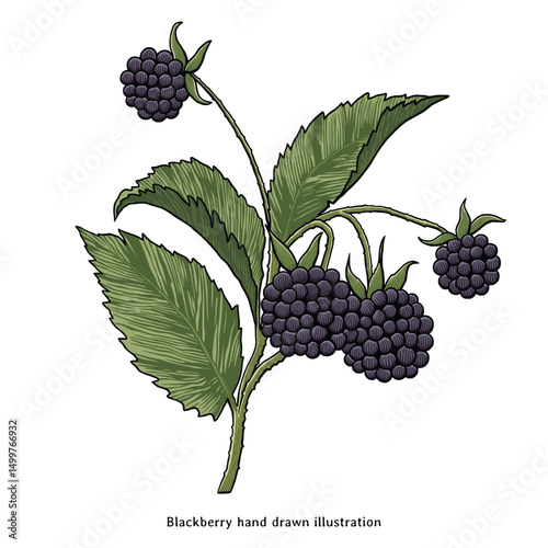 Blackberry Botanical Illustration – Vintage Hand Drawn Engraving