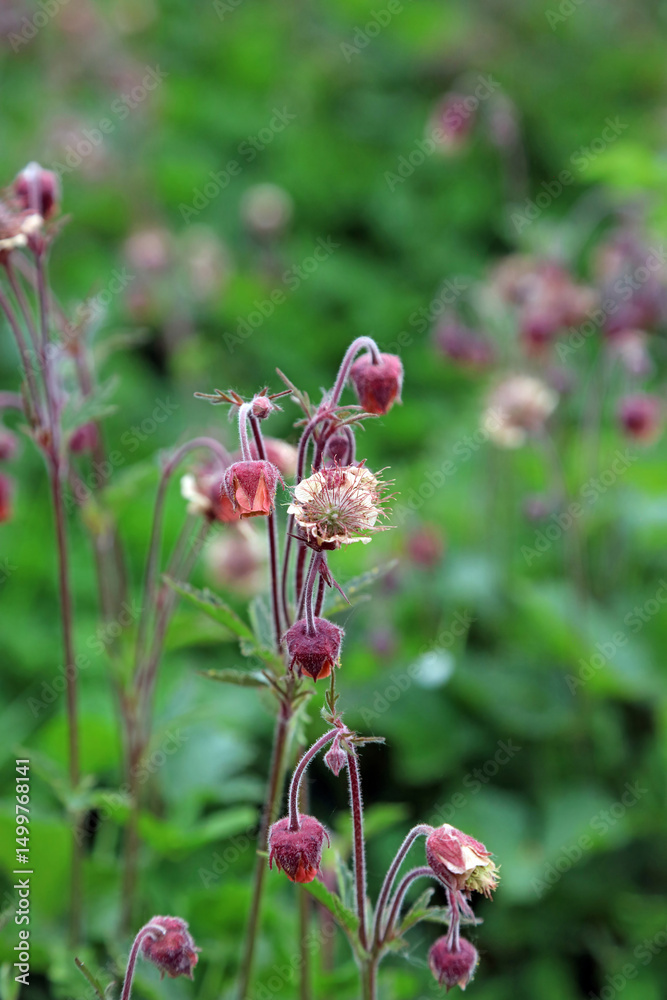 Macro image of a Water Avens bloom and buds, Nottinghamshire England
Macro image of a Water Avens bloom and buds, Nottinghamshire England