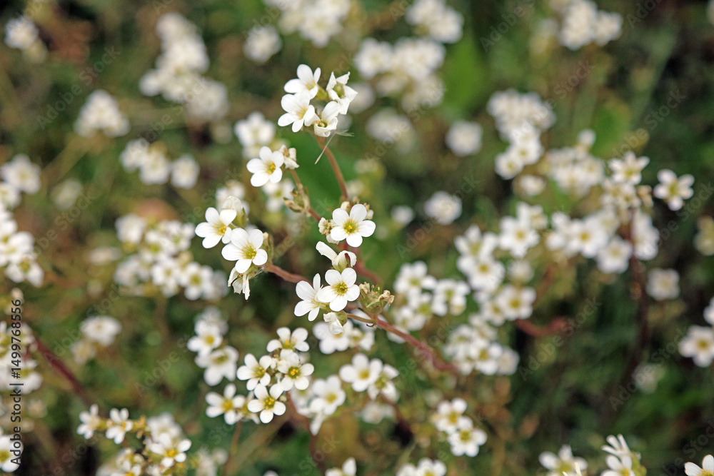Meadow saxifrage blooms, Nottinghamshire England
Meadow saxifrage blooms, Nottinghamshire England