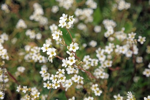 Meadow saxifrage blooms, Nottinghamshire England
