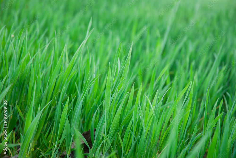 Obraz premium Vibrant green grass blades in a sunlit field capture the essence of nature's beauty and the freshness of a spring morning