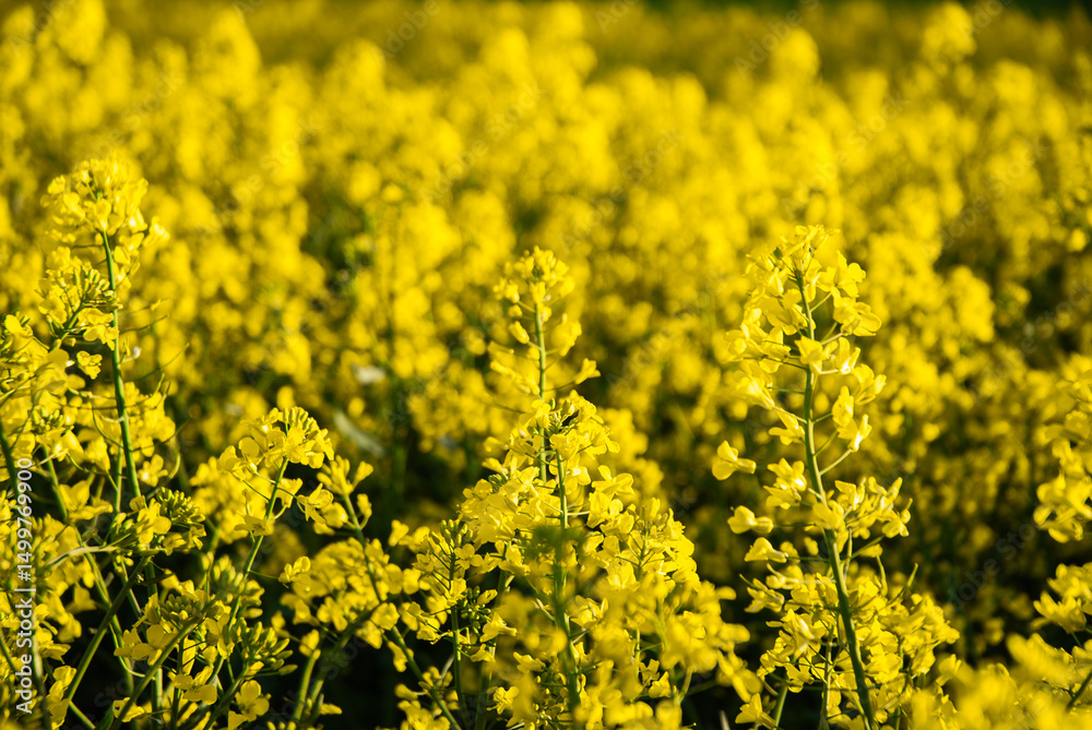 Obraz premium Golden bloom, a beautiful field of bright yellow flowers in full bloom under a clear sunny sky, capturing the essence of spring's renewal