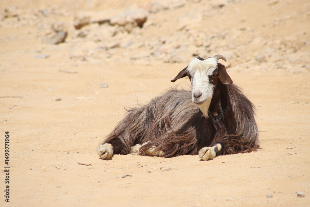 Brown and white long-haired goat lying on dry sand, resting peacefully in a sunlit, Oman Brown and white long-haired goat lying on dry sand, resting peacefully in a sunlit, Oman