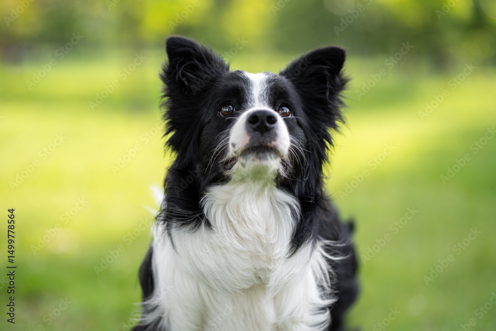 Fototapeta premium Border Collie gazes attentively in a lush green park during a sunny afternoon