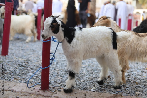 Cute young goat tied to a pole with a rope during goat market day in Nizwa, Oman.