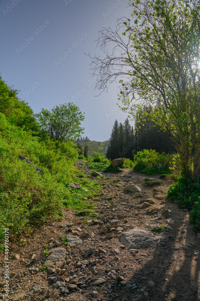 Fototapeta premium path in the woods