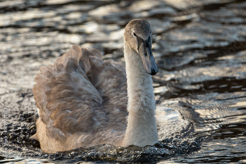 Fototapeta Naklejka Na Ścianę i Meble -  Mute Swan Cygnet (Cygnus olor)