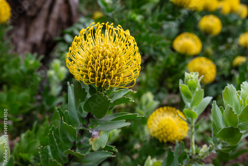 Pin cushion flower from Madeira.