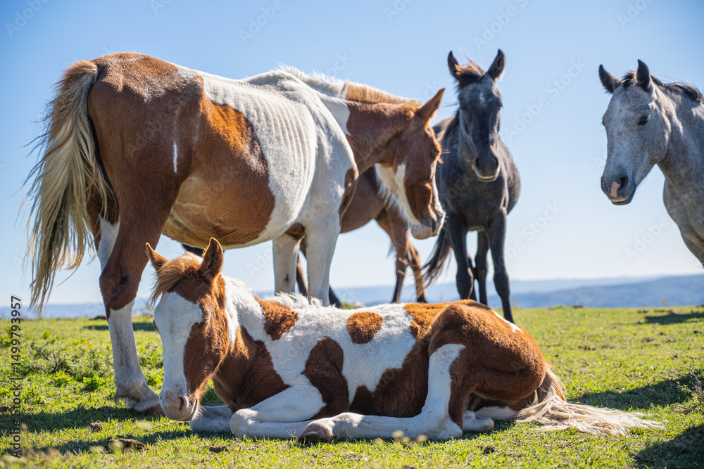 Fototapeta premium horses on a meadow