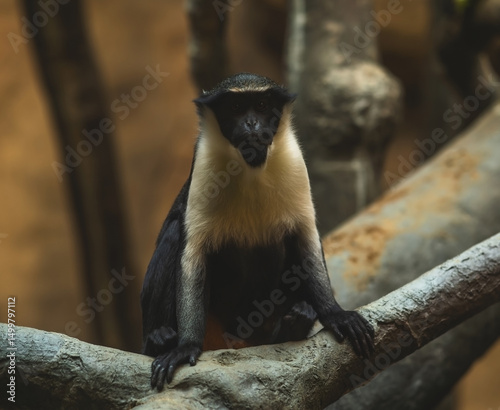 Canvas Print Diana monkey sitting on a tree branch in a dark room and looking at the camera