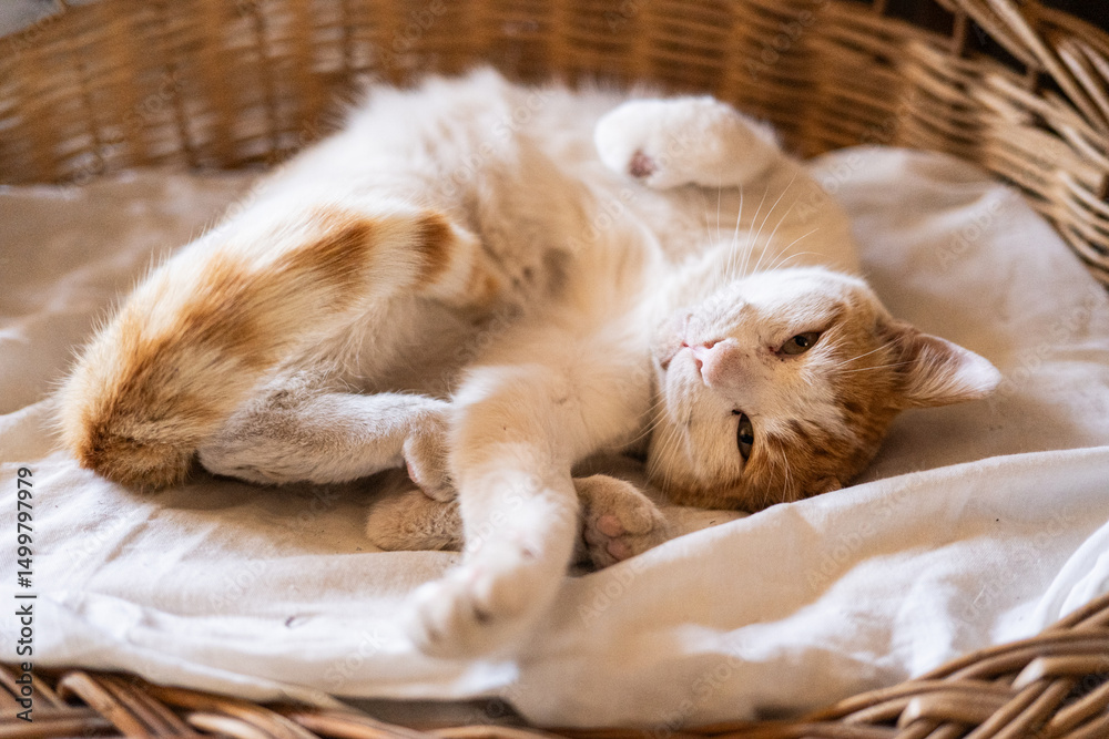 Beautiful kitty Beautiful kitty