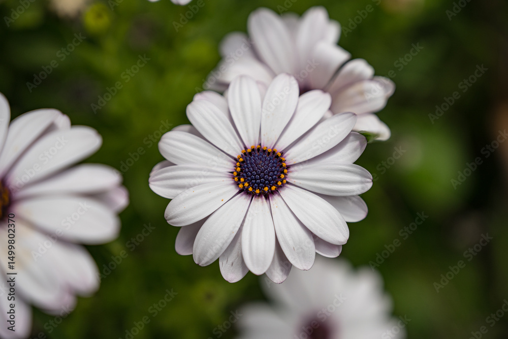 white cosmos flower white cosmos flower